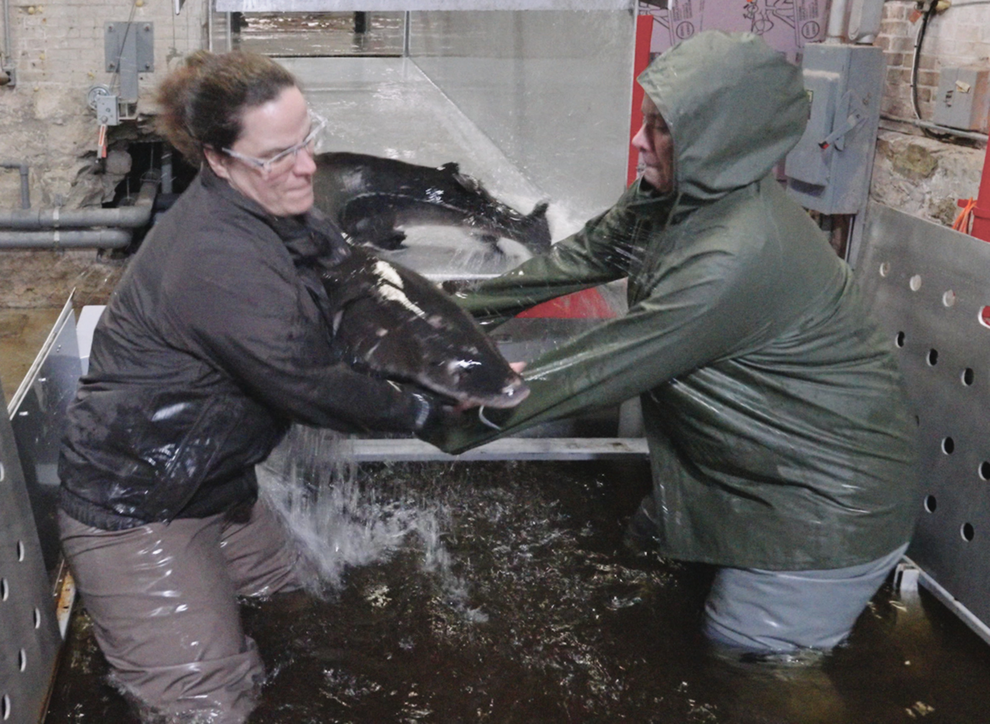 Return of the Lake Sturgeon