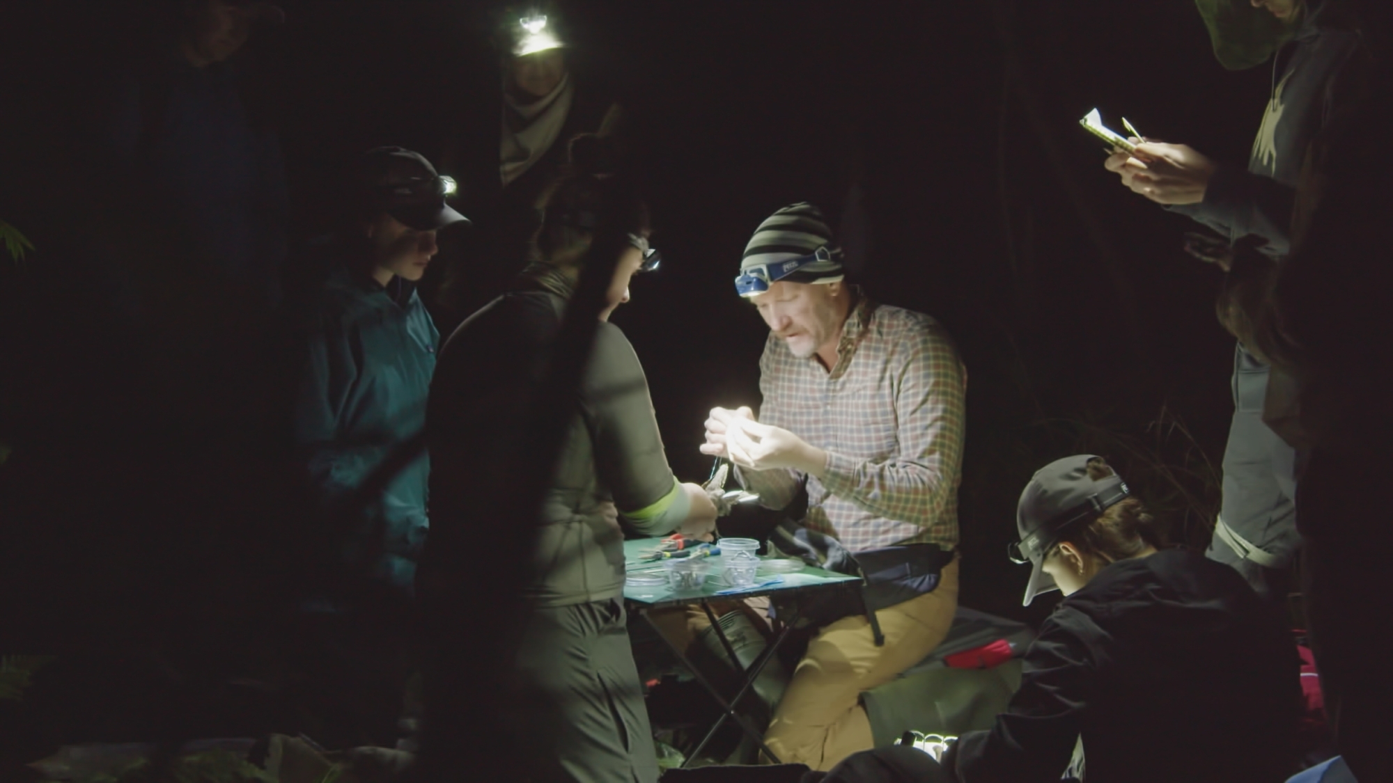 Saving The Night Caller | Uncovering Echoes In The Dark