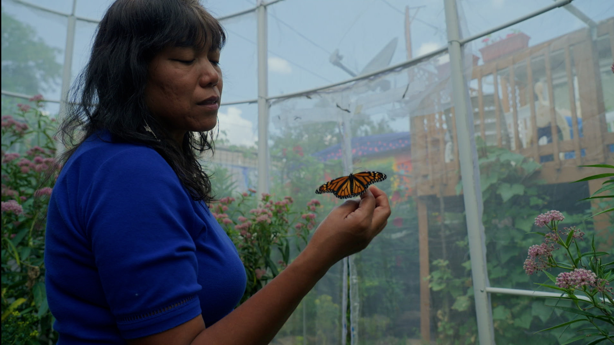 Sueños De Una Monarca (Dreams of a Monarch)