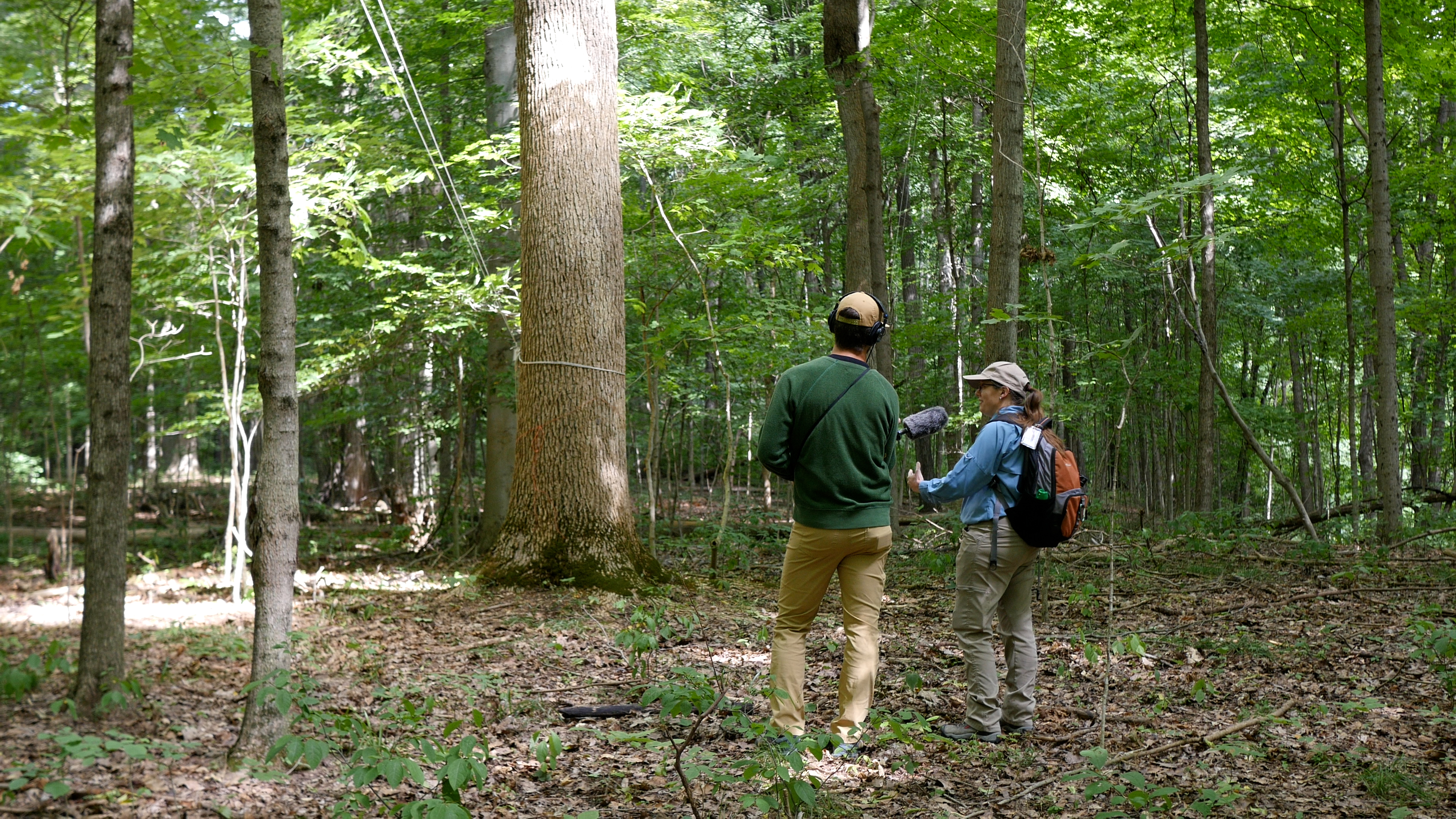 The Last to Leave | saving the ash tree from extinction